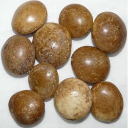 Perles Graines Castanhola (Noix de Badamier)