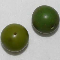 Tagua Perle Boule Verte